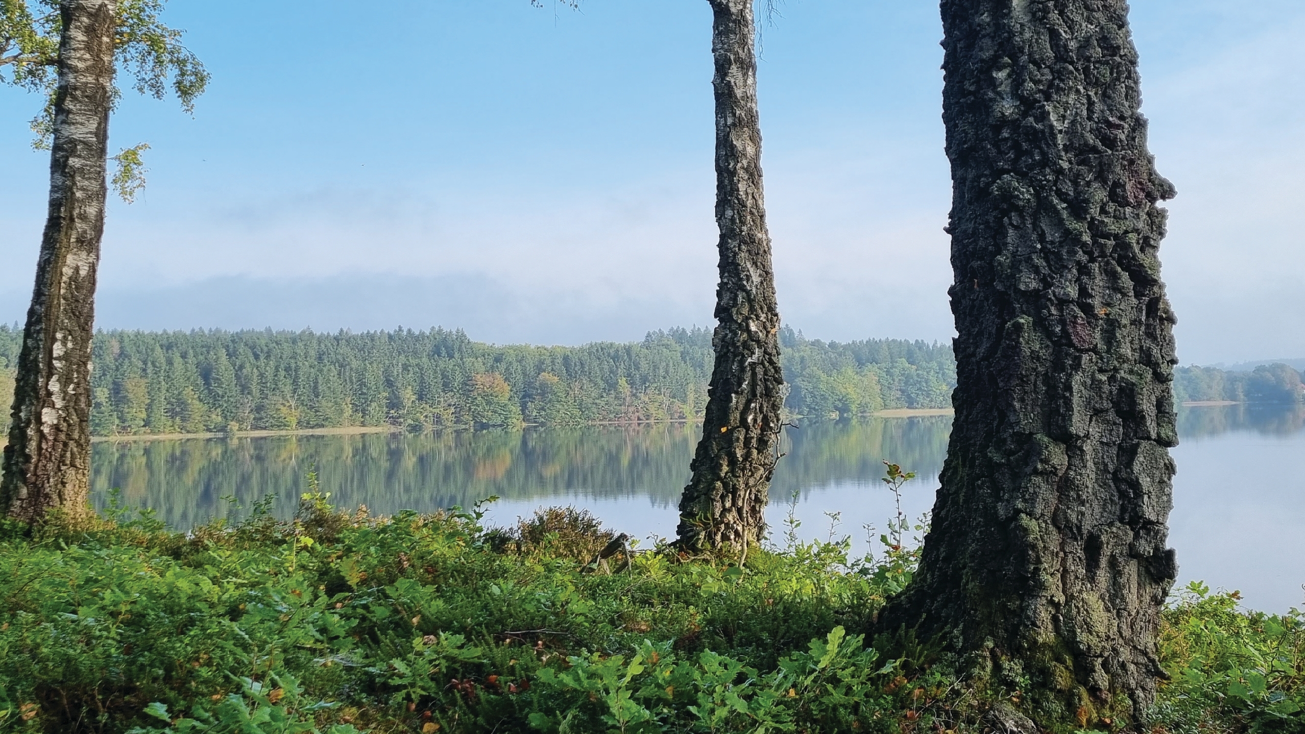 Stilla sjö med björkar och blåbärsris i förgrunden