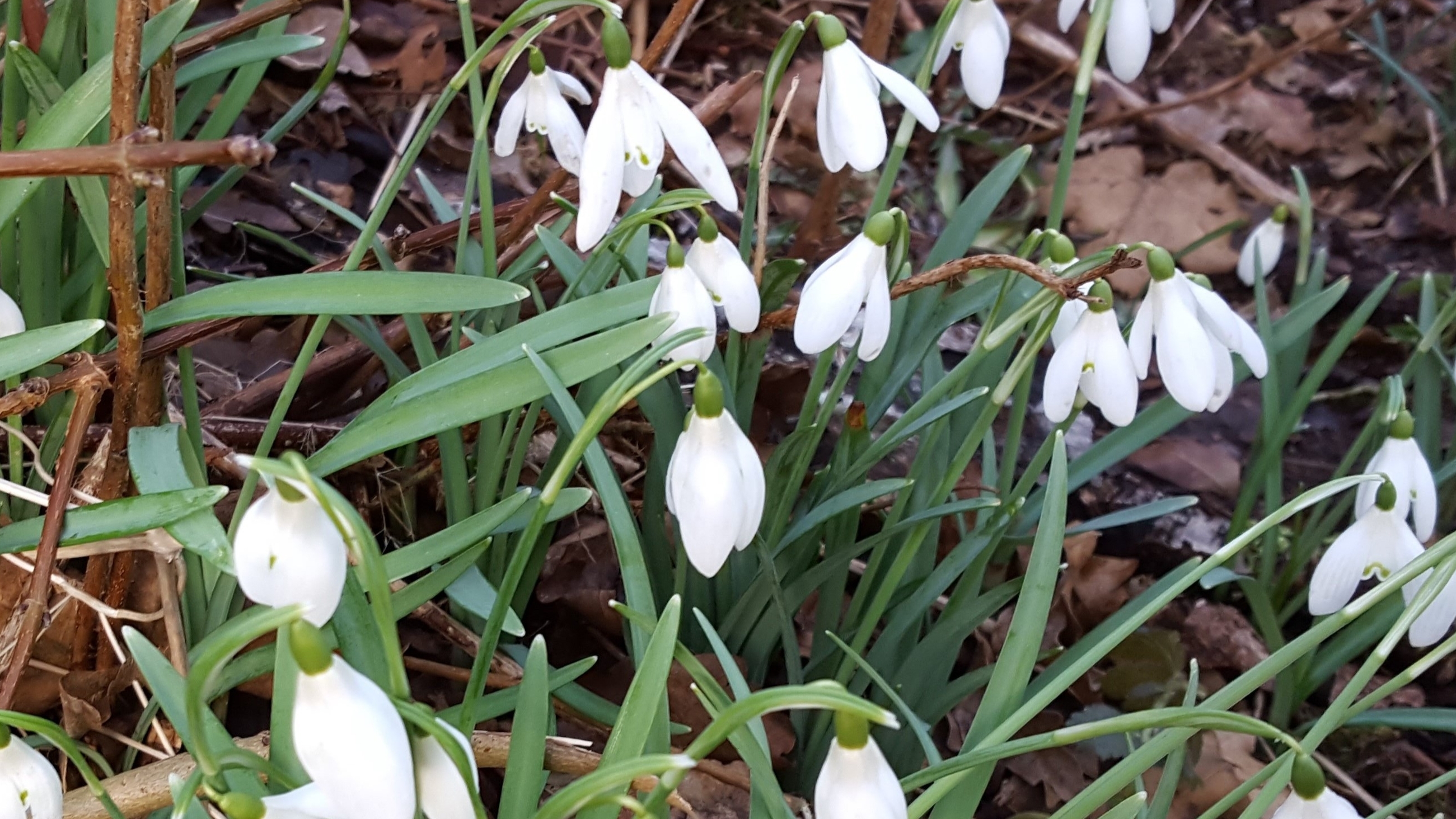 Snödroppar i närbild